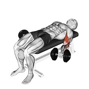 dumbbell lying supine biceps curl