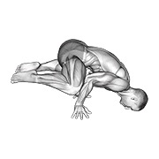 kurbağa planche